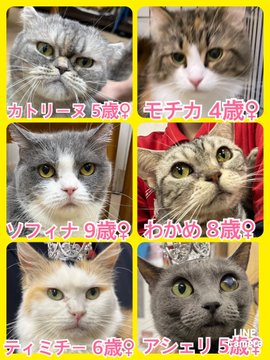 🐾今日の里親様募集中ニャンコ🐱メンバーです🐾2023,5,9【保護犬カフェ天神橋店】